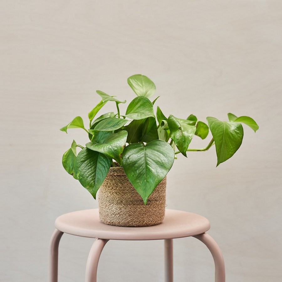 10种室内植物为您的内饰- Sheet11