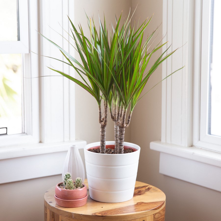 10个室内植物为您的内部 -  Sheet6