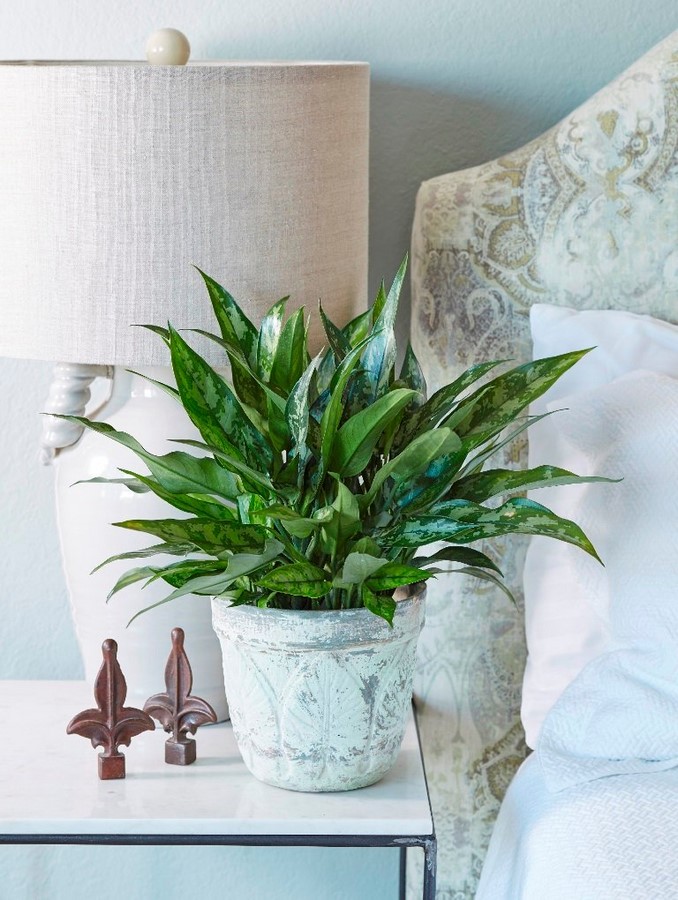 10个内部植物为您的内部 -  Sheet8